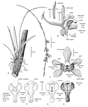 Ink version of new species drawing of orchid